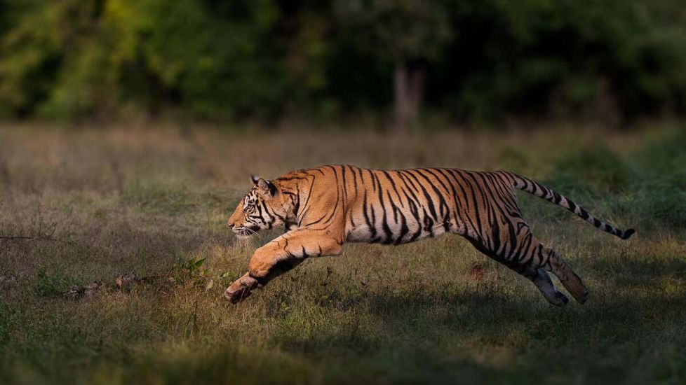 Conservationists Hail ‘Remarkable Comeback’ Of Tigers In Five Countries