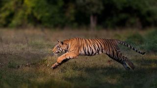 Conservationists Hail ‘Remarkable Comeback’ Of Tigers In Five Countries