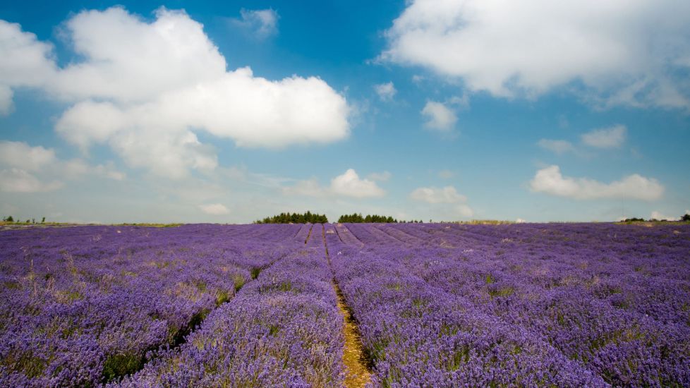 5 Instagram-Worthy Lavender Farms To Visit In Ireland And The Uk