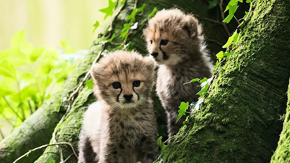 Fota Wildlife Park To Reopen On April 26Th