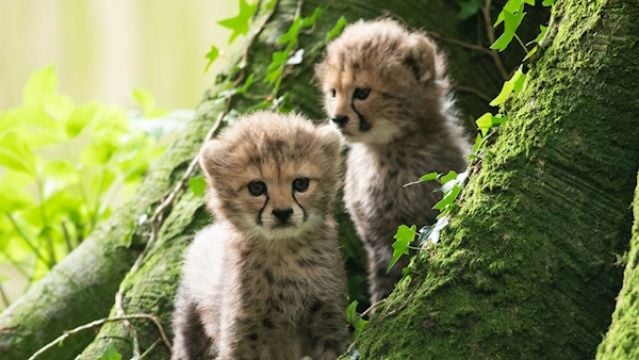 Fota Wildlife Park Ask Public To Name Three New Cheetah Cubs