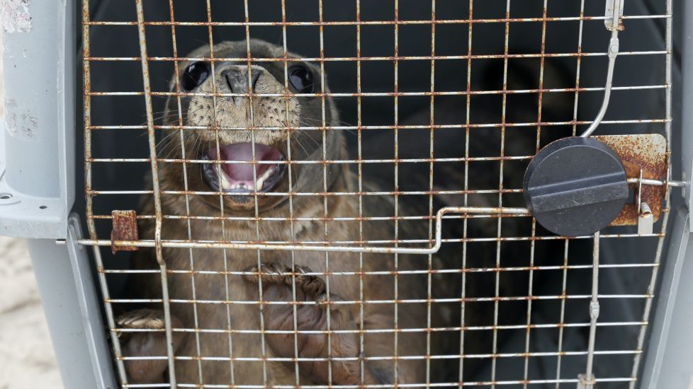 Two Orphaned Seal Pups Released Back Into Wild Off Co Wexford