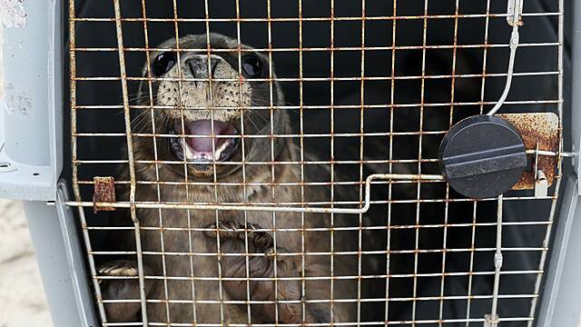 Two Orphaned Seal Pups Released Back Into Wild Off Co Wexford