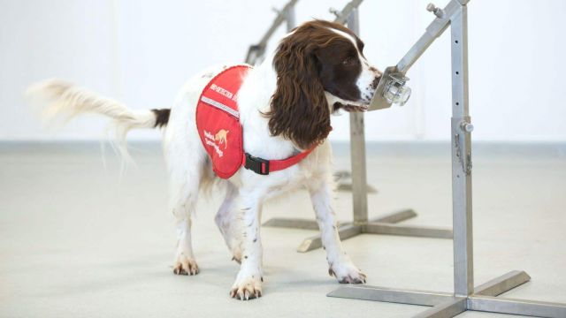 Sniffer Dogs Begin Trials To Detect Covid