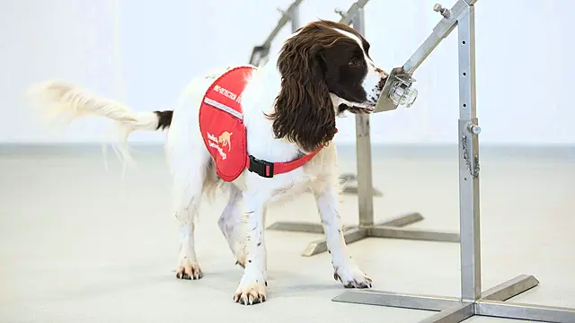 Sniffer Dogs Begin Trials To Detect Covid