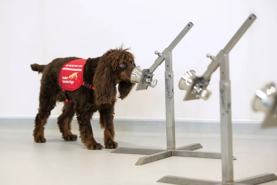 Researchers hope specially trained dogs will be able to sniff out Covid-19 (Bex Arts/MDD)