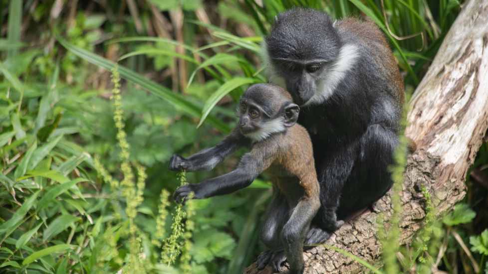 Baby Monkey Born During Lockdown Named By Edinburgh Zoo Keepers