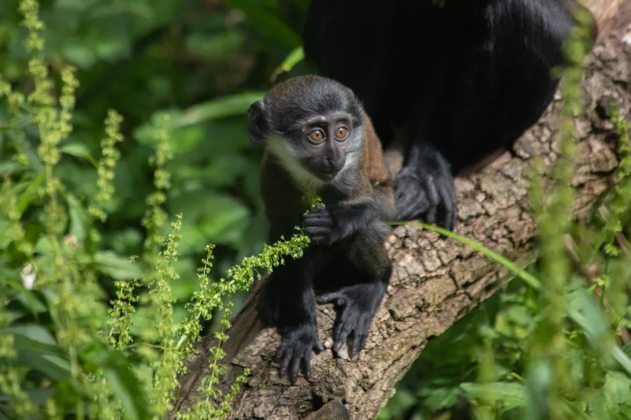 The monkey has been named Butembo (Laura Moore/RZSS/PA)