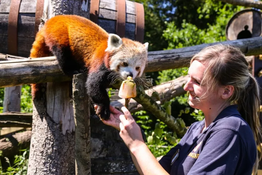 Keeper Samantha Allworthy gives an ice lolly treat to a red panda (Longleat Safari Park/PA)