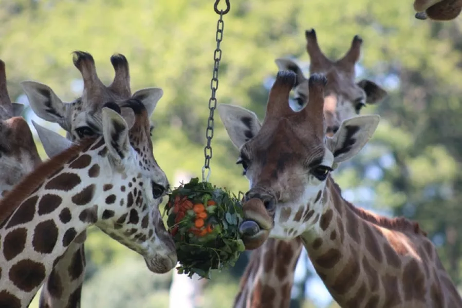 Giraffes enjoy a frozen ball of vegetables (Longleat Safari Park/PA)