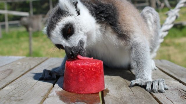 Safari Park Animals Given Ice Lollies To Keep Them Cool