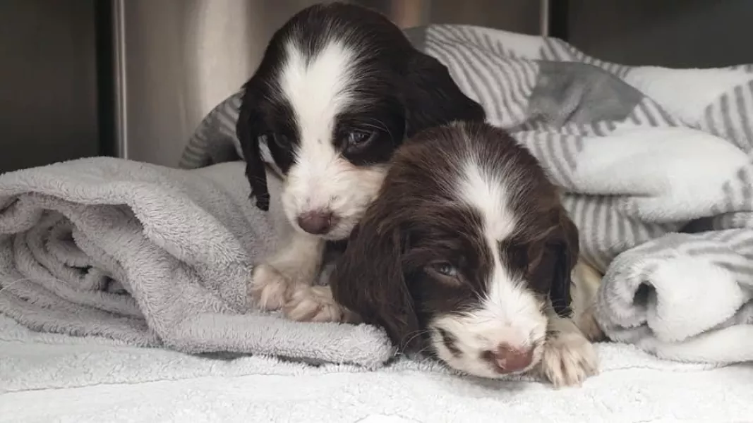 The RSPCA says it is ‘very touch and go’ for the surviving puppies, a male and a female (RSPCA/PA)