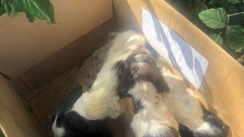 Three Sick Puppies Found In Box In Uk May Be ‘Cruel’ Trade Victims, Says Rspca