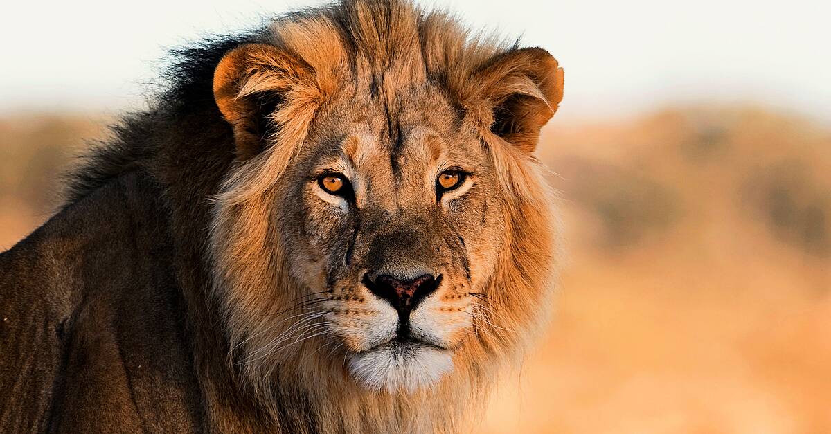 World Lion Day: 9 things you never knew about these iconic big cats