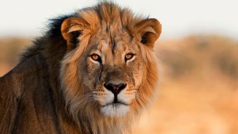 World Lion Day: 9 Things You Never Knew About These Iconic Big Cats