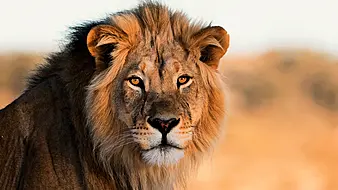 World Lion Day: 9 Things You Never Knew About These Iconic Big Cats