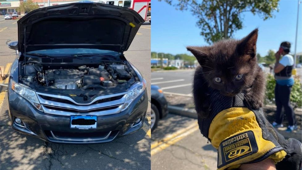 Kitten Rescued After Getting Trapped In Car Engine