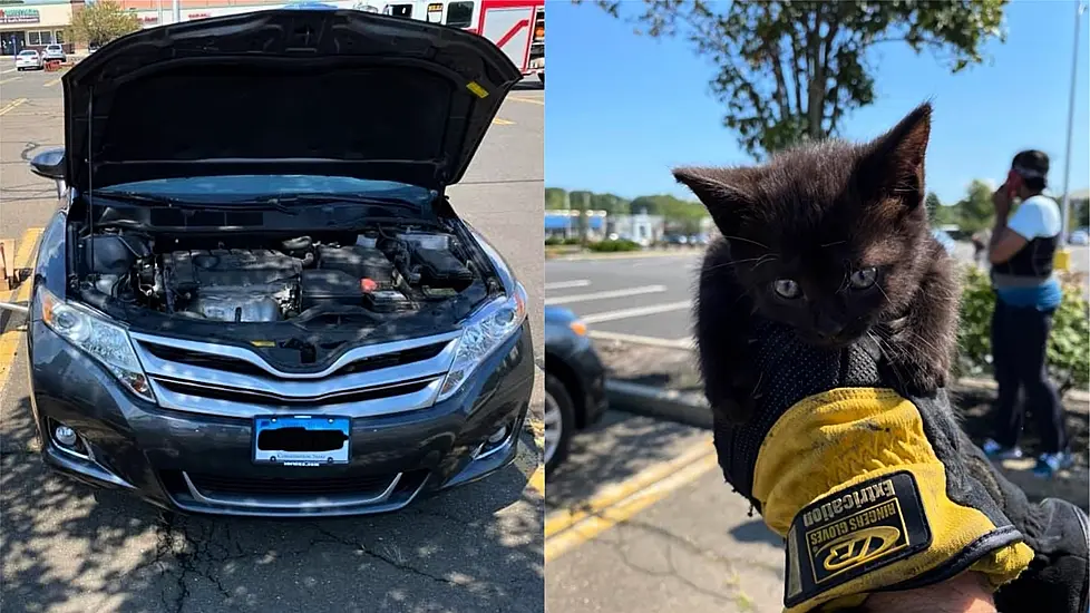 Kitten Rescued After Getting Trapped In Car Engine