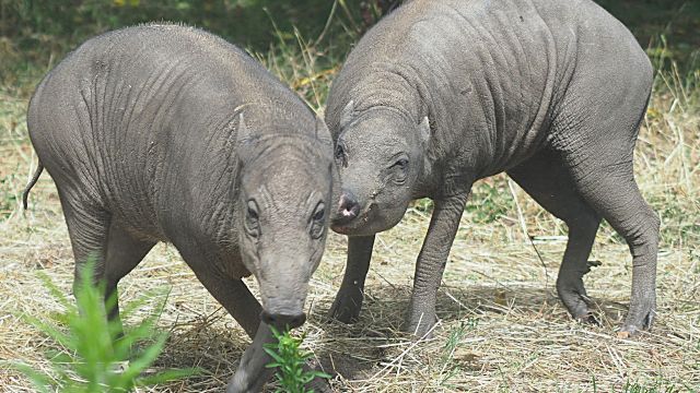 London Zoo Welcomes Arrival Of ‘Ugliest Pigs On Earth’