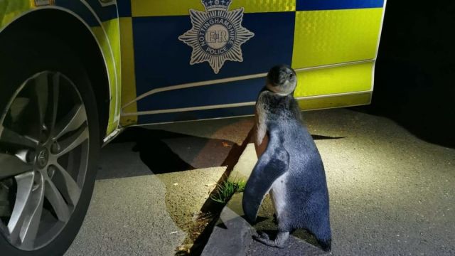 English Police Pick Up Penguin Spotted ‘Plodding’ Up Village Street