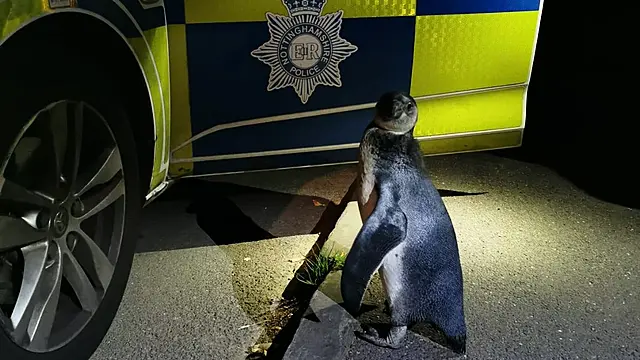English Police Pick Up Penguin Spotted ‘Plodding’ Up Village Street