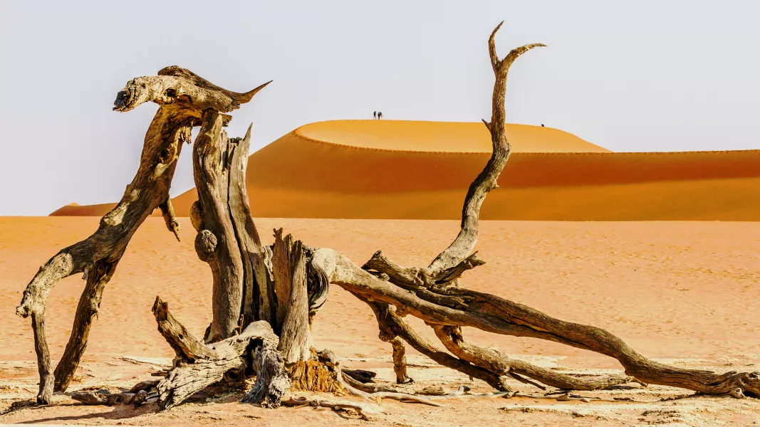 Sand dunes and dead wood in Namibia’s Namib Naukluft Park (George Turnbull/PA)