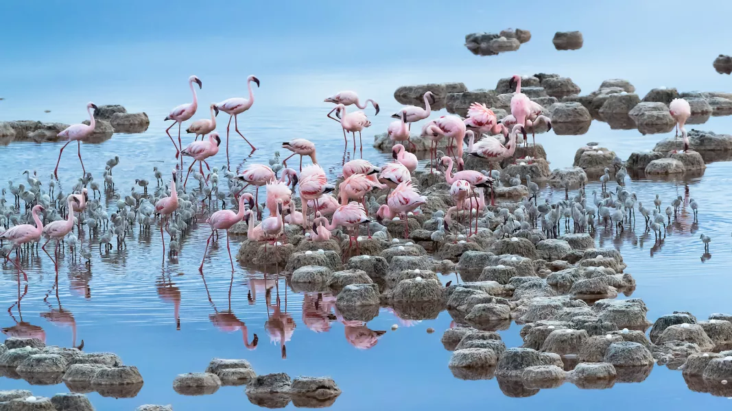 Flamingos in Tanzania’s Lake Natron (Tony Zhang/PA)