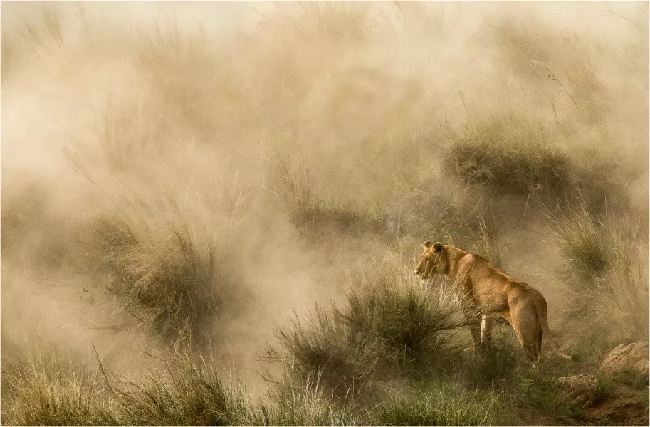A lioness hunts in a dust storm in Kenya (Diana Knight/PA)