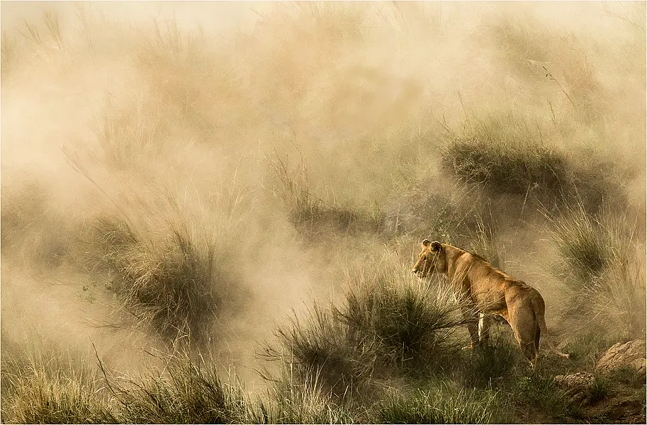 A lioness hunts in a dust storm in Kenya (Diana Knight/PA)