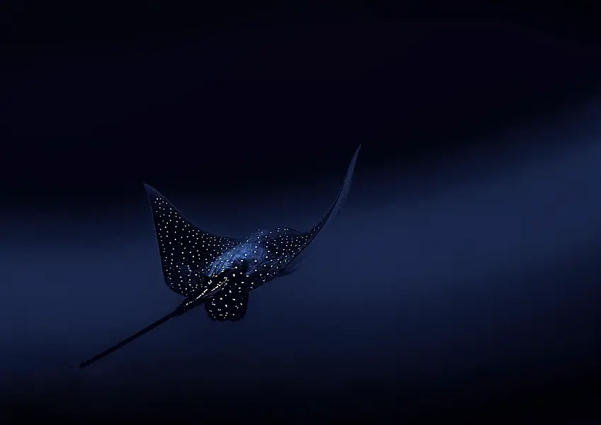 A spotted eagle ray off a Costa Rican island (Francesca Page/PA)