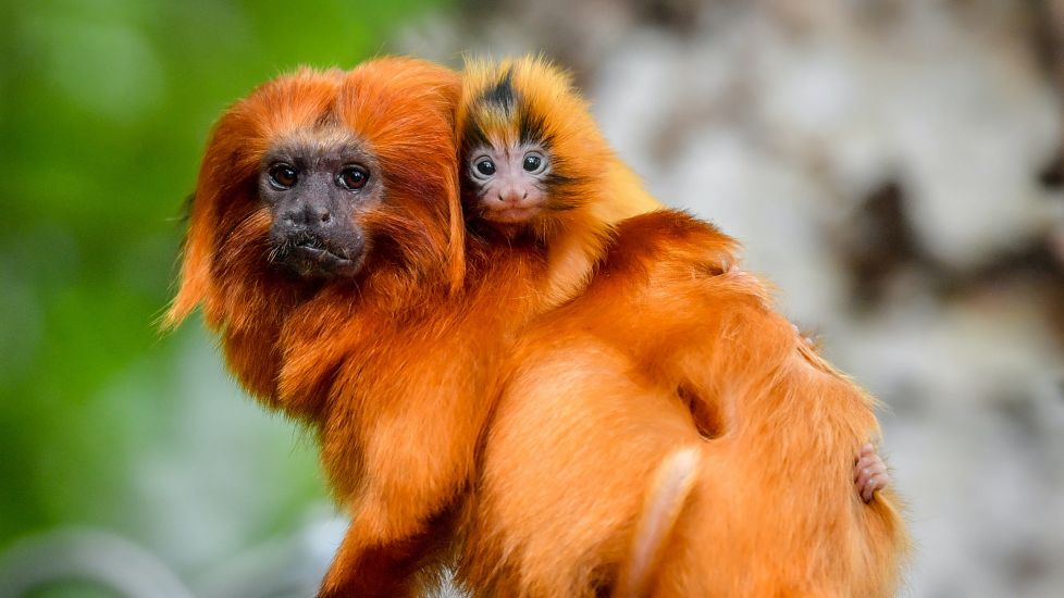Zoo Celebrates Birth Of Tiny Twin Tamarins