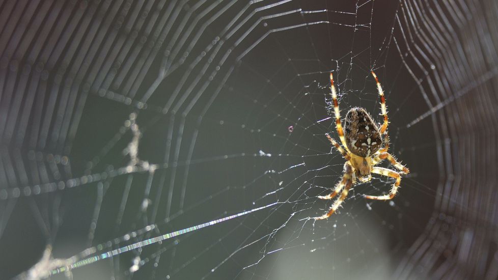 Why Spiders Invade Houses At This Time Of Year