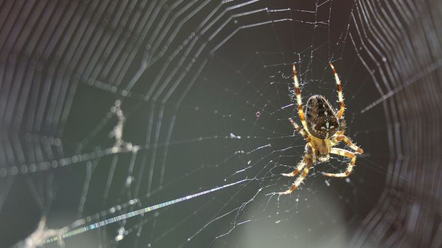 Why Spiders Invade Houses At This Time Of Year