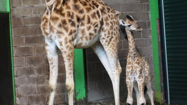 Belfast Zoo Welcomes Baby Giraffe Named 'Ballyclare'
