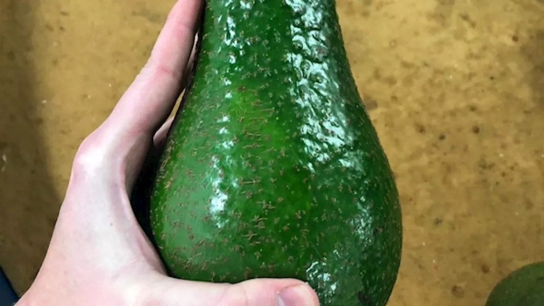 An "Avozilla" avocado. Photo courtesy of Tesco Ireland.