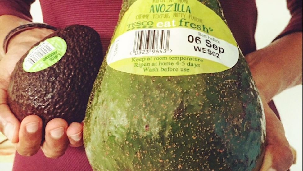Avocados Five Times Normal Size Arrive In Ireland