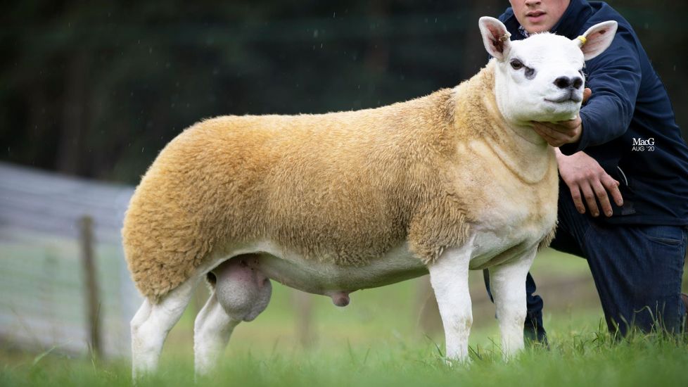 ‘World’s Most Expensive Sheep’ Sells For £367,500