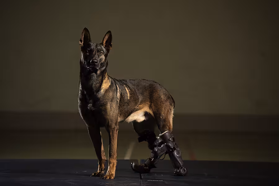 Kuno is being honoured by animal charity the PDSA (PDSA/PA)