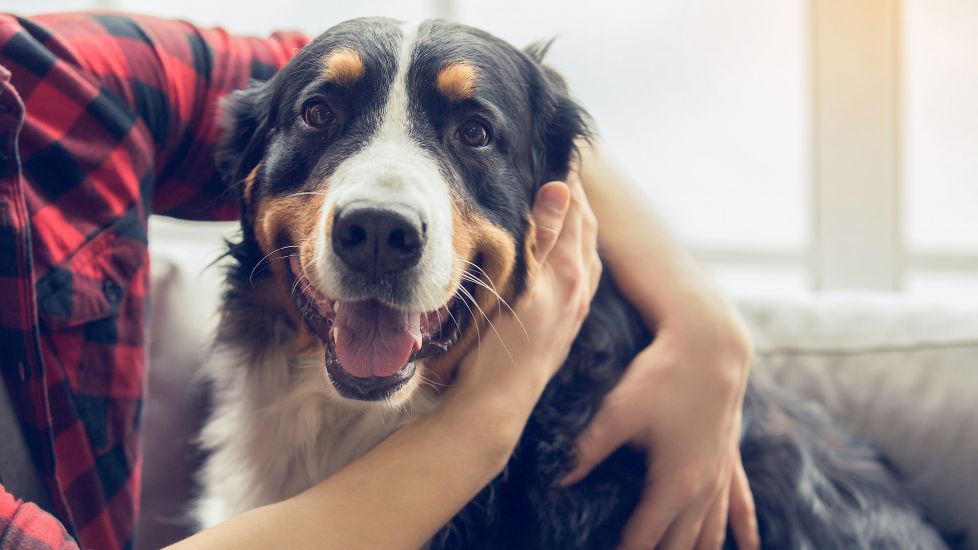 Five Reasons Science Says You Should Get A Pet