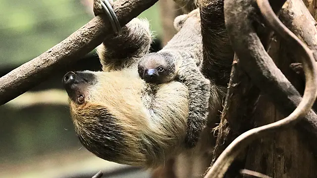 ‘Inquisitive’ Baby Two-Toed Sloth Born At London Zoo