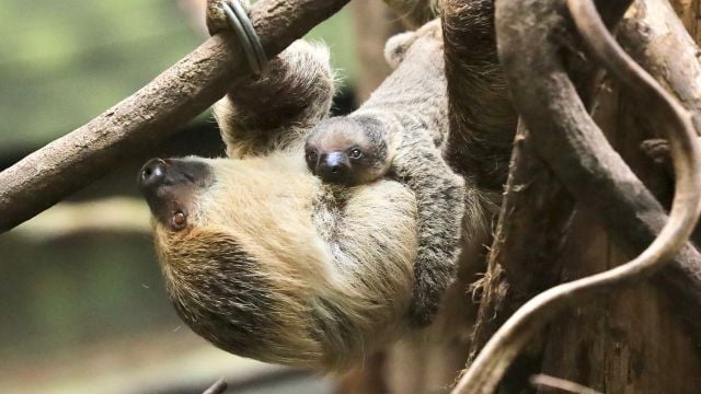 ‘Inquisitive’ Baby Two-Toed Sloth Born At London Zoo