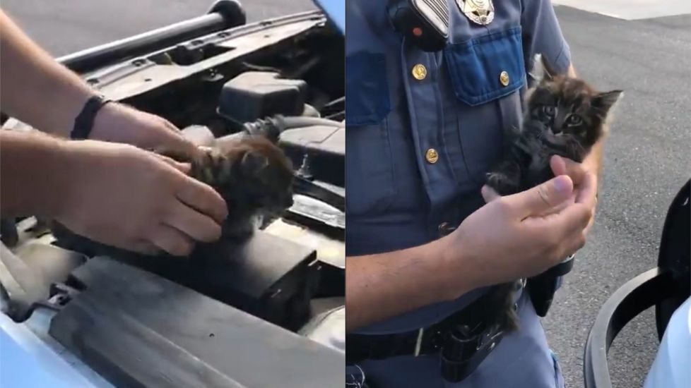Abandoned Kitten Adopted After Weekend Hidden In Police Car’s Engine