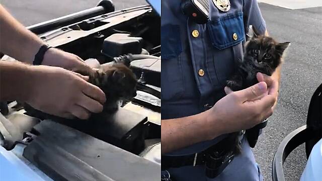 Abandoned Kitten Adopted After Weekend Hidden In Police Car’s Engine