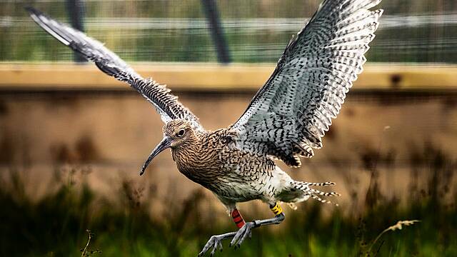 Curlew Chicks Released Into Wild After Rescue From Peatland Fire