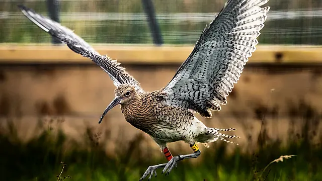 Curlew Chicks Released Into Wild After Rescue From Peatland Fire