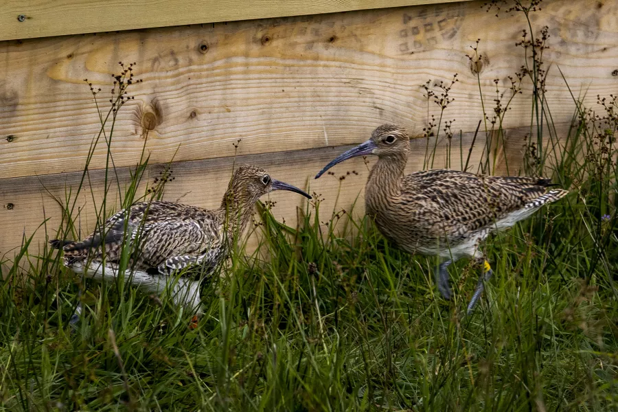 Young curlews in a pen close to Lough Neagh. Photo: Liam McBurney/PA