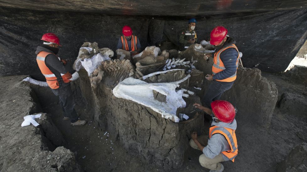 Collection Of Mammoth Skeletons At Mexico Dig Believed To Be World’s Largest