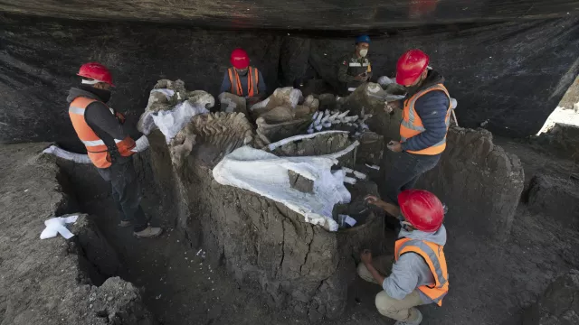 Collection Of Mammoth Skeletons At Mexico Dig Believed To Be World’s Largest