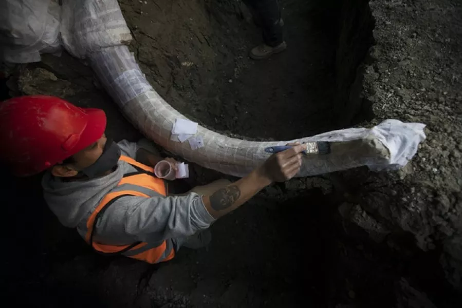 At least 200 sets of mammoth remains have been unearthed (Marco Ugarte/AP)