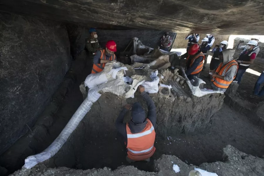 It is thought to be the world’s largest collection of mammoth skeletons (Marco Ugarte/AP)